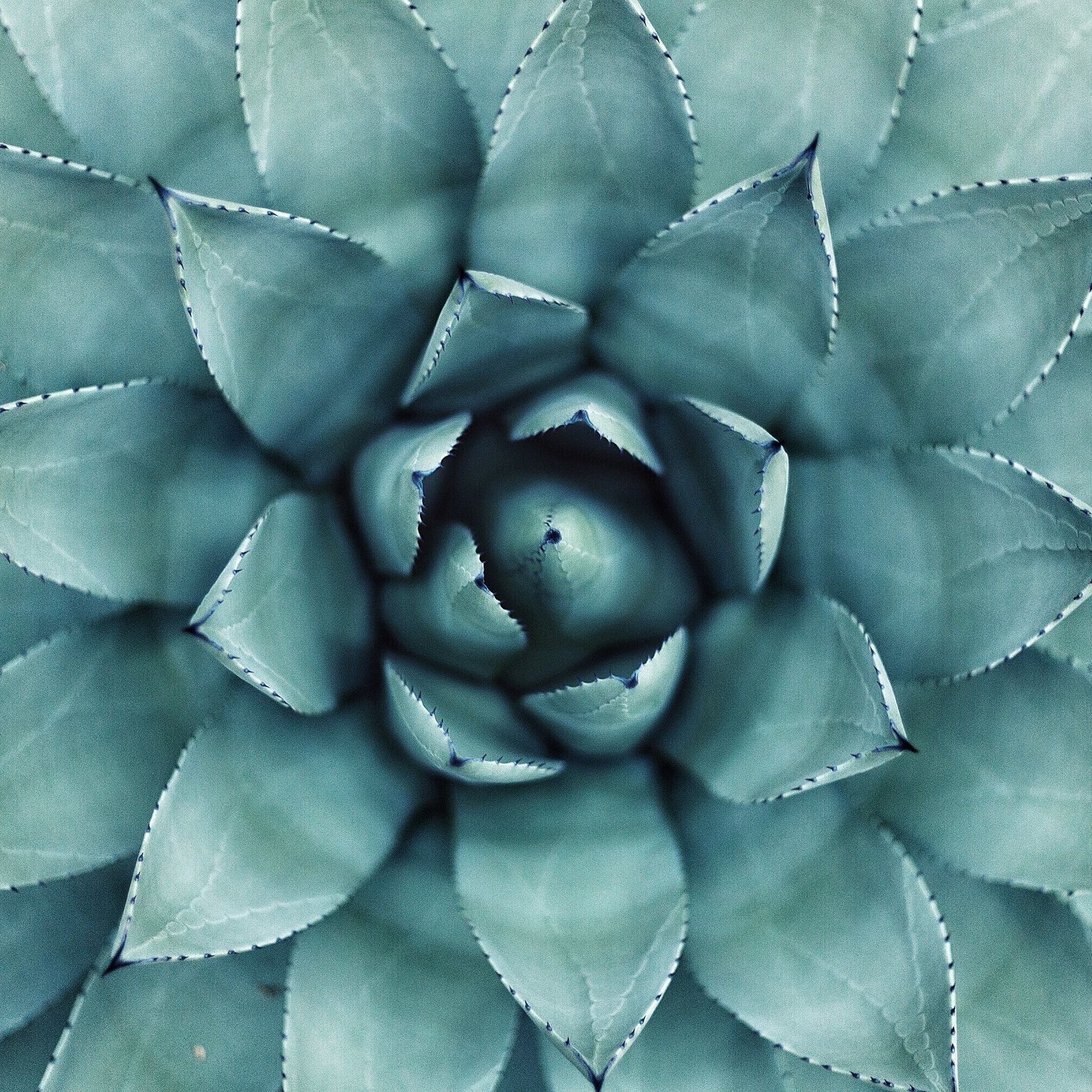 Photo of Aloe Plant - Credit: Erol Ahmed, unsplash.com